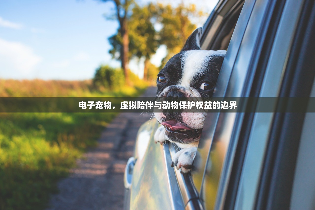 童星长大后发展状况揭秘，光环背后的多元人生轨迹