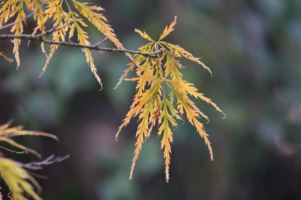 体质辨识的四季养护重点，顺应时节，调养身心