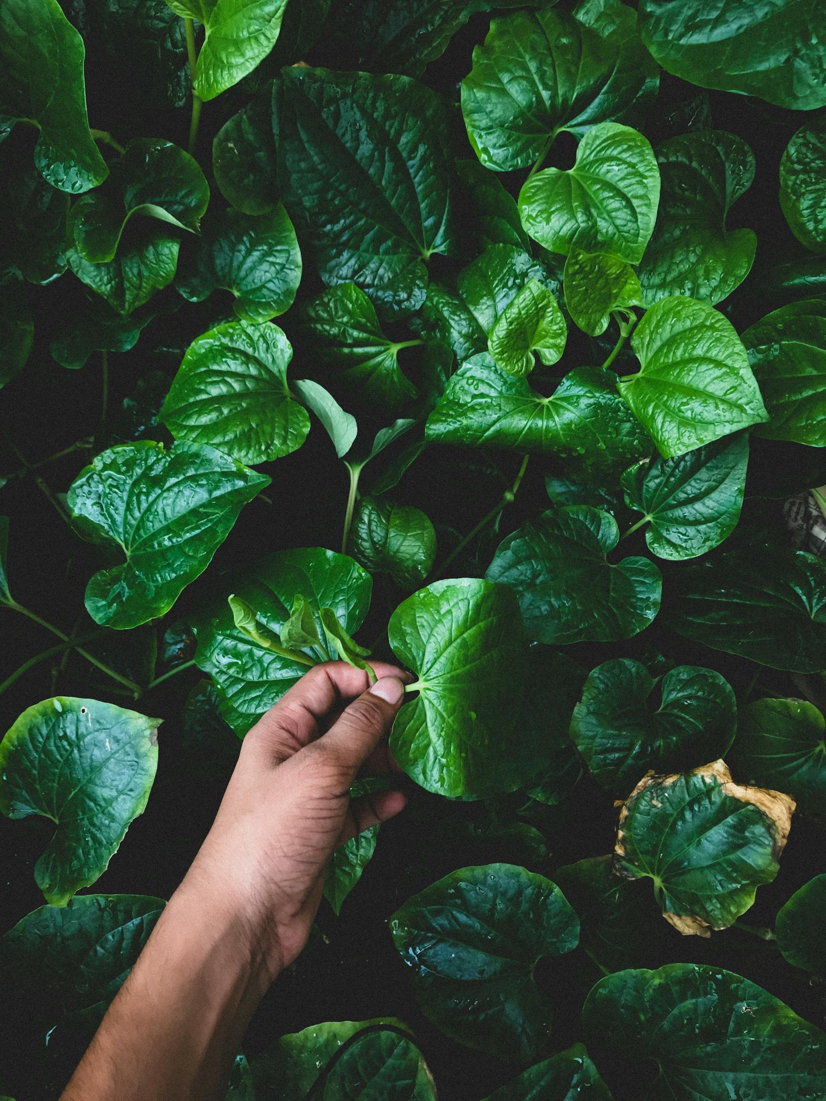 正确洗头的步骤和频率，呵护秀发的科学之道